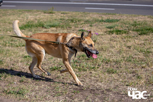 4/10 imgl3604_logo.jpg