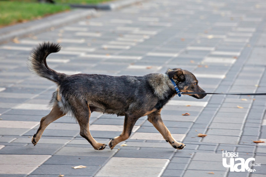 6/8 imgl3728_logo.jpg