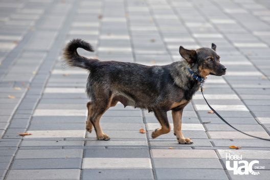 7/8 imgl3733_logo.jpg