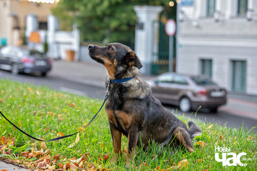 8/8 imgl3735_logo.jpg