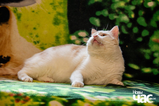 4/5 imgl5796_logo.jpg