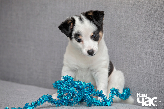 8/10 imgl6499_logo.jpg