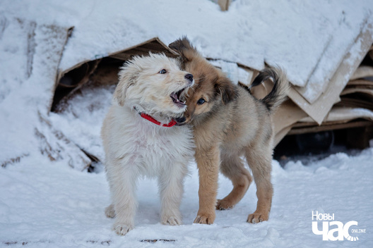 imgl8514_logo.jpg imgl8514_logo.jpg