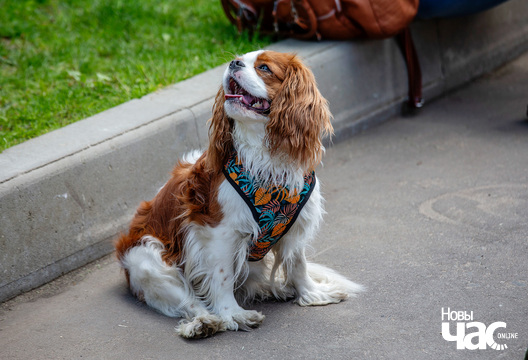 16/30 imgl9394_logo.jpg