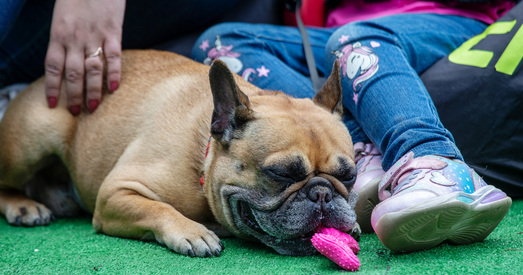 Хатнія жывёлы: фестываль у Мінску