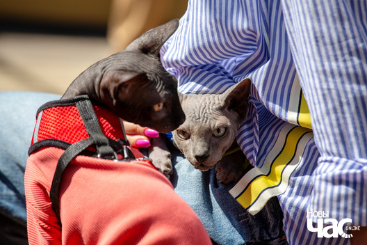 19/30 imgl9428_logo.jpg