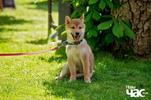 25/30 imgl9431_logo.jpg