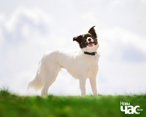 1/4 imgp0963_11_1_logo.jpg