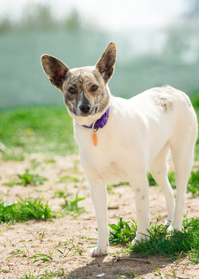 8/8 imgp1107_11_1_logo.jpg