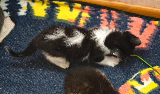 imgp6145_43_1_logo.jpg imgp6145_43_1_logo.jpg