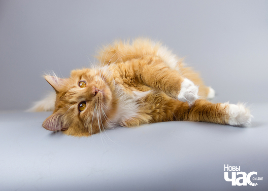 6/10 imgp8198_20_1_logo.jpg