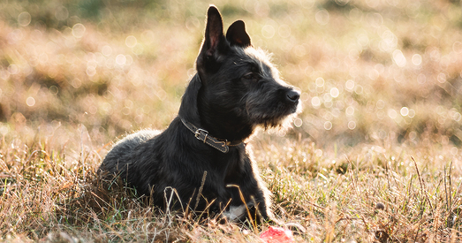 Сіма: хутка ўсяму вучыцца і любіць людзей
