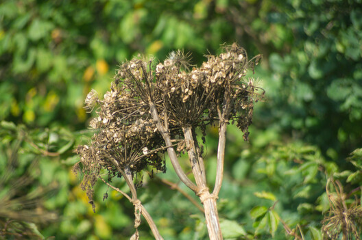 invasion_barszcz1.jpg invasion_barszcz1.jpg