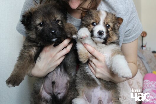 izobrazenie_viber_2020_04_19_15_06_00_logo.jpg izobrazenie_viber_2020_04_19_15_06_00_logo.jpg