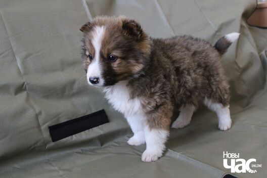 5/8 izobrazenie_viber_2020_04_19_16_11_08_logo.jpg