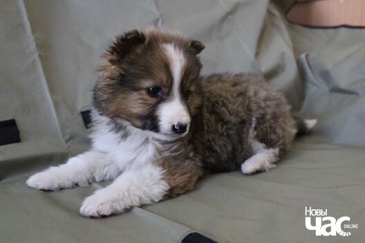 2/8 izobrazenie_viber_2020_04_19_16_11_10_logo.jpg