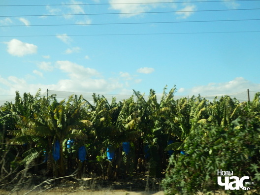 Плантацыя бананаў. Плады — у сініх мяхах Плантацыя бананаў. Плады — у сініх мяхах