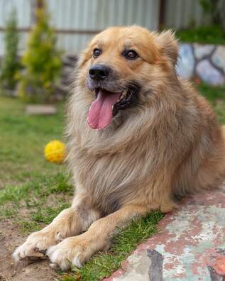 jgf_cshspn8__1__logo.jpg jgf_cshspn8__1__logo.jpg