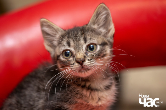 12/13 kacjanjaty_novy_czas__dzmitryj_dzmitryeu11_logo.jpg