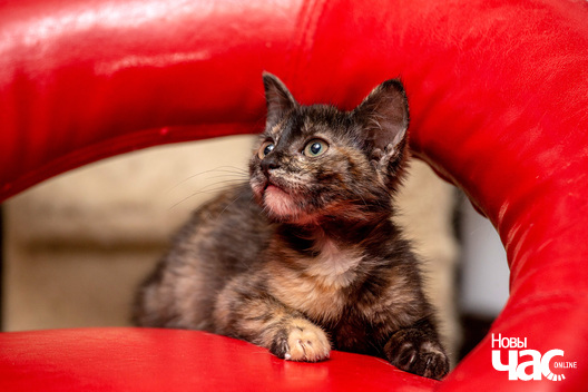 6/13 kacjanjaty_novy_czas__dzmitryj_dzmitryeu5_logo.jpg