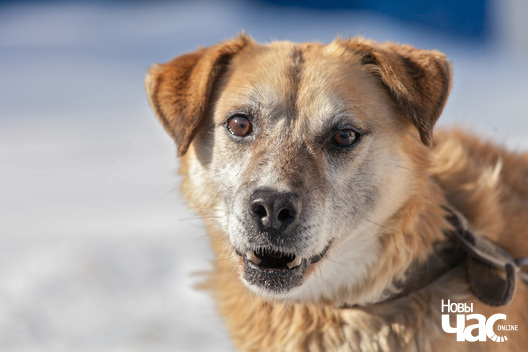 3/6 kadet_dzmitryj_dzmitryeu__novy_czas4_logo.jpg