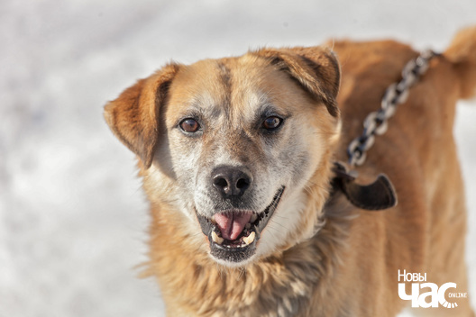 1/6 kadet_dzmitryj_dzmitryeu__novy_czas5_logo.jpg