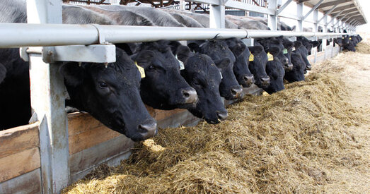 У Гомельскай вобласці хочуць пабудаваць малочнатаварную ферму ў 30 км ад Чарнобыля