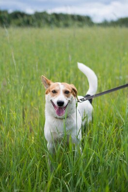 2/4 kdkotzrjvgw_logo.jpg