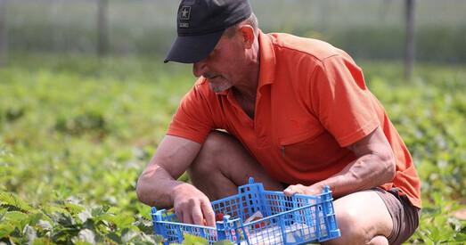 Вучэнні ў Лунінецкім раёне шкодзяць збору клубніц