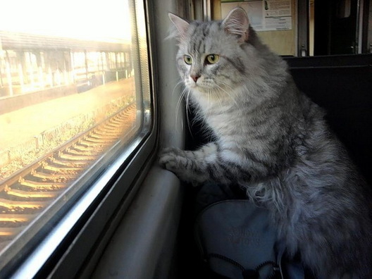 2dogcat.ru 2dogcat.ru