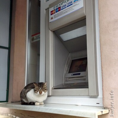 kot_bankomat_sluck_140209_kot03_560x560.jpg kot_bankomat_sluck_140209_kot03_560x560.jpg