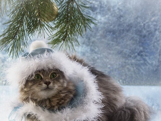 kot_sapka_ded_moroz_vzglad_foto_prazdnik.jpg kot_sapka_ded_moroz_vzglad_foto_prazdnik.jpg