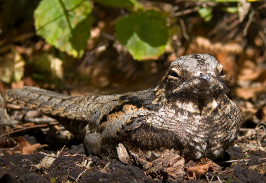 Фота Мікалая Вараб'я Фота Мікалая Вараб'я
