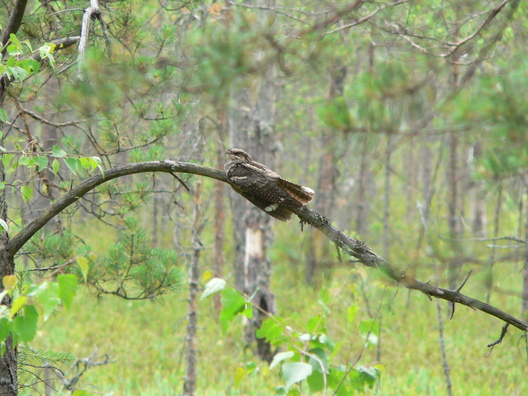 Фота Валерыя Дамброўскага Фота Валерыя Дамброўскага