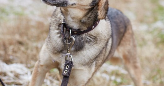 З Шэры ў вашым доме заўсёды будзе любоў і цяпло