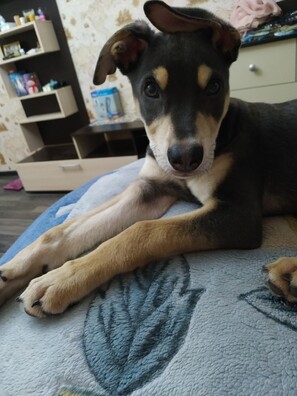 11/17 l_ndtahuaui_logo.jpg