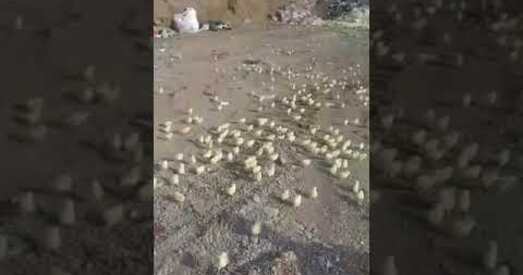 У Грузіі з тысяч выкінутых на сметнік яек вывеліся кураняты