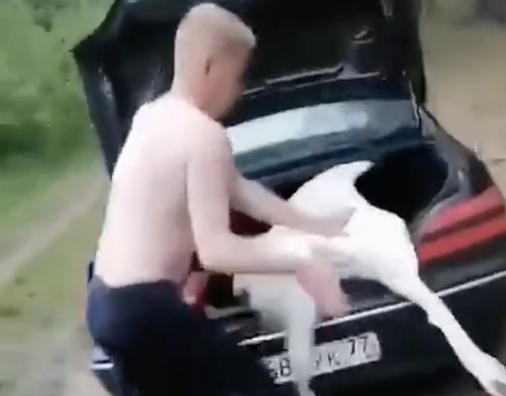 lebed_2.jpg lebed_2.jpg