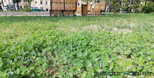 lebiada.jpg lebiada.jpg