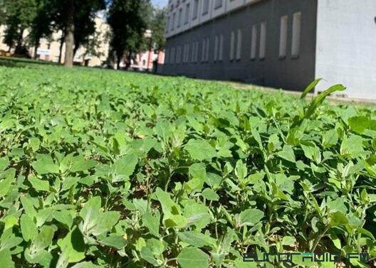 lebiada_2.jpg lebiada_2.jpg