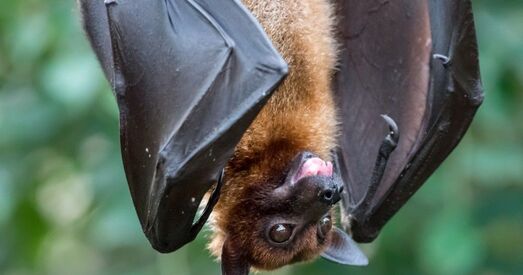 У кажаноў М'янмы выявілі шэсць новых каронавірусаў