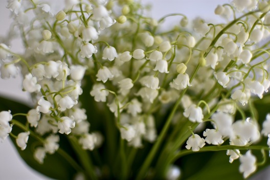 lilies_of_the_valley_4221263_1280.jpg lilies_of_the_valley_4221263_1280.jpg
