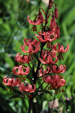 3/3 lilium_martagon_a.jpg