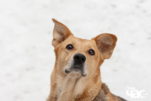 liza_fota_dzmitryja_dzmitryeva__novy_czas5_logo.jpg liza_fota_dzmitryja_dzmitryeva__novy_czas5_logo.jpg