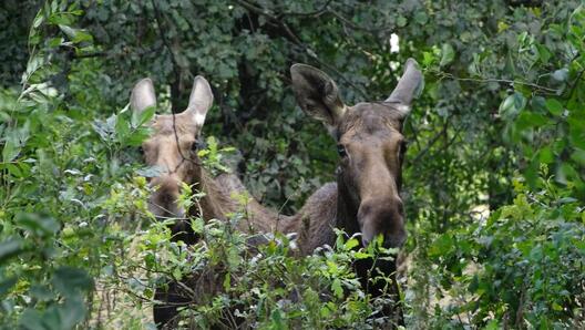Фота В. Дамброўскага Фота В. Дамброўскага