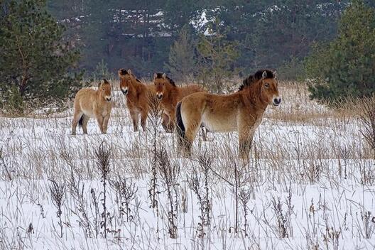 Коні Пржавальскага. Фота В. Дамброўскага Коні Пржавальскага. Фота В. Дамброўскага