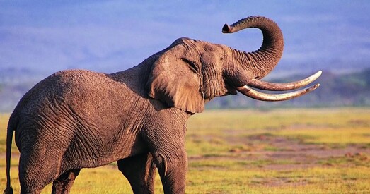 У Батсване масава гінуць сланы