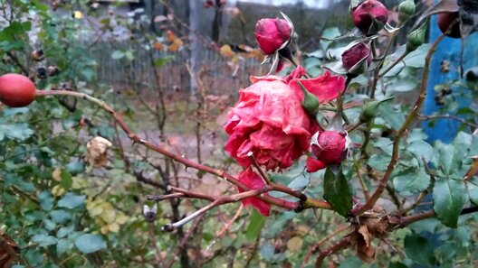 media_share_0_02_0a_b810c9308705b1be66e85fd757e7b3fc2264d537ff72412cade298d1deab821e_a4dbef9d_0fa3_4fbf_bcb4_dbe04c5c7c0b_logo.jpg media_share_0_02_0a_b810c9308705b1be66e85fd757e7b3fc2264d537ff72412cade298d1deab821e_a4dbef9d_0fa3_4fbf_bcb4_dbe04c5c7c0b_logo.jpg