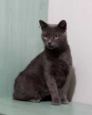 mija1_logo.jpg mija1_logo.jpg