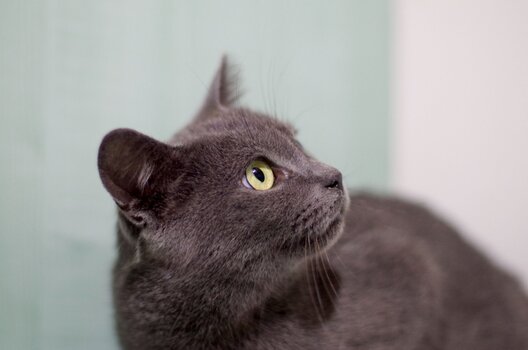 mija3_logo.jpg mija3_logo.jpg